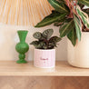 Pot de fleurs 48 cl Bisous rayures photo N° 4