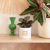 Pot de fleurs 48 cl Battante photo N° 4