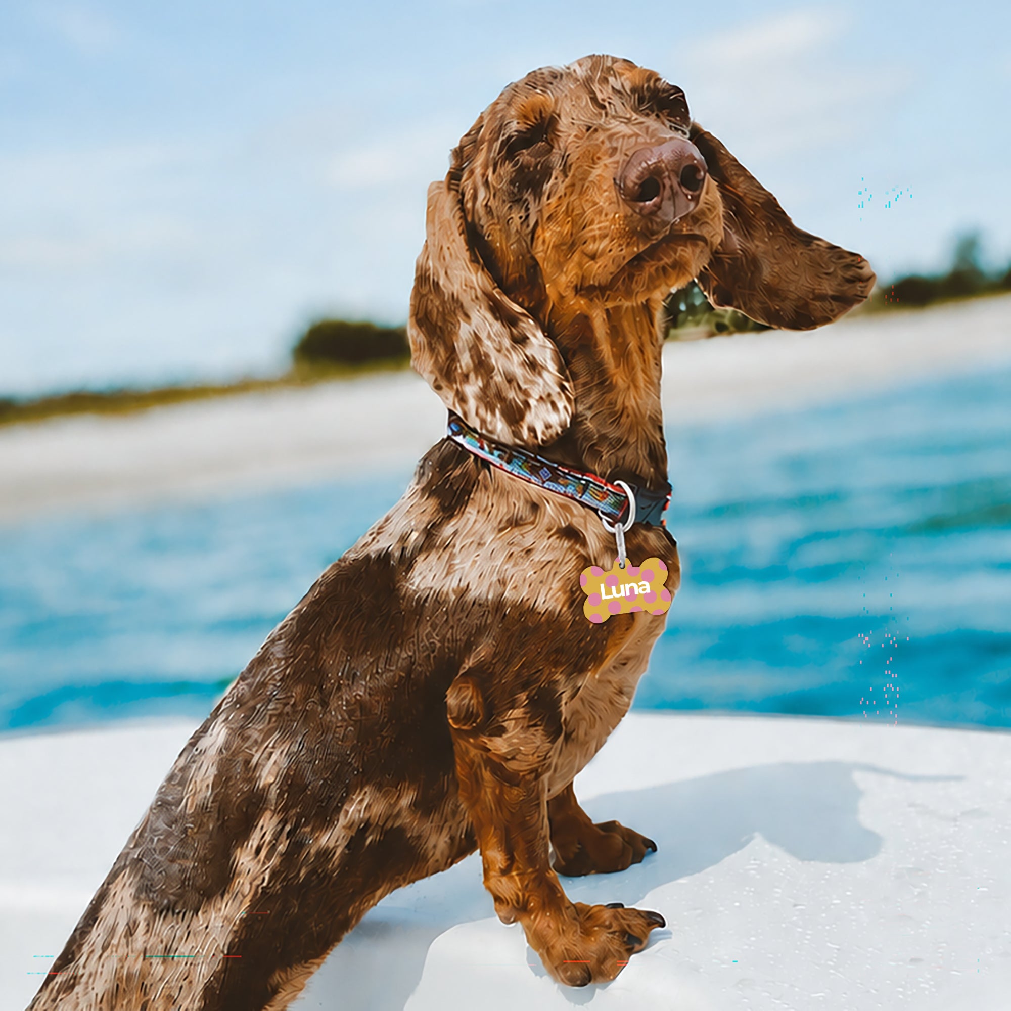 Médaille Chien os Pop Pois photo N° 2