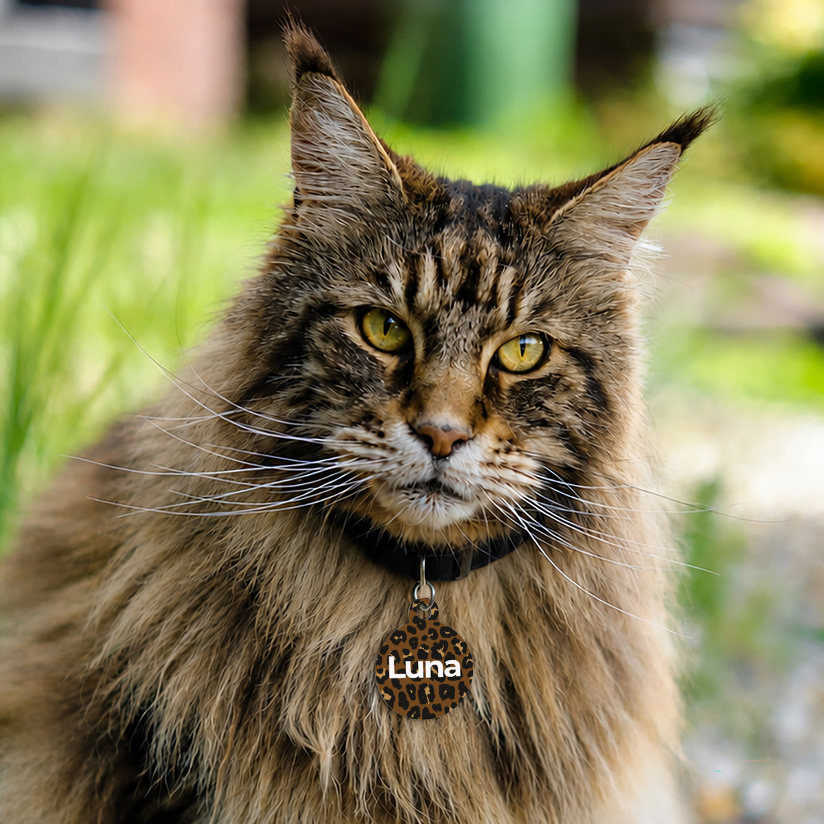 Médaille Ronde Safari Club photo N° 2